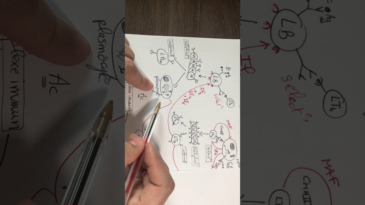 Résumé immunologie partie 8