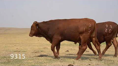 Lasater Foundation Beefmaster Bull Sale 2020