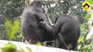 Grooming behavior between mother and daughter bonobos!【Observations of Bonobos #151】
