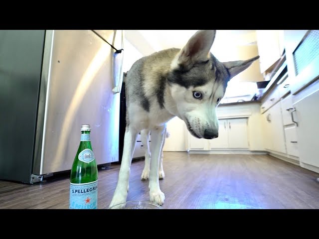 My Husky REACTS to trying Seltzer Water..