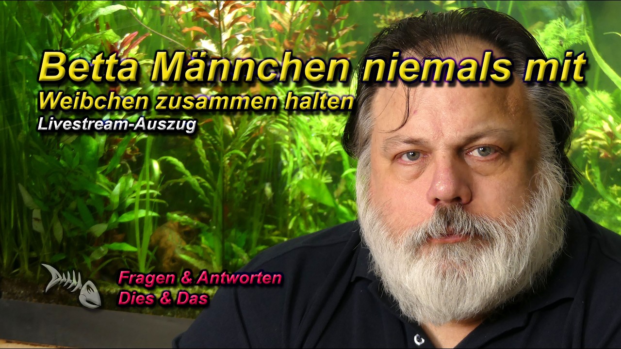 BETTA MÄNNCHEN DARF MAN NIEMALS MIT WEIBCHEN ZUSAMMEN HALTEN und andere Mythen um den Kampffisch