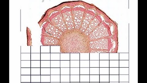 Basic Microscope Slide Scanning with Surveyor