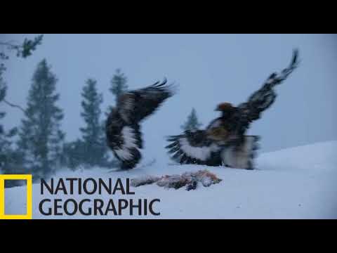 Video: Poznáváme Island s National Geographic Endurance Lindblad Expeditions