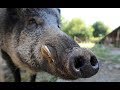 Wild Boar are DESTROYING my Ranch! {Catch Clean Cook} FLIR Thermosight