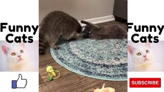 Cats playing #shorts l FUNNY CATS! HILARIOUS CATS DOING THE FUNNIEST THINGS by Funny Cats 11 views 2 years ago 27 seconds