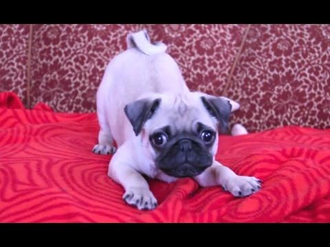 puppy videos on youtube