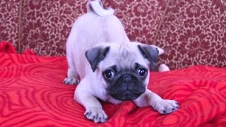 Puppies Barking Compilation  Cute Dog Barking Videos [NEW]