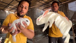 The World Biggest Rabbit Breeding Farm In Pakistan, Mud Rabbit House tiyar ho gaya, Khargosh k Baby by HSN Entertainment 8,448 views 1 month ago 8 minutes, 1 second