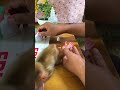 #AdorableMonkey #MonkeyCute #AnimalBaby #Wildlife #JungleBaby #NatureLovers