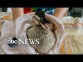 Rescue group works to save marine life after California oil spill