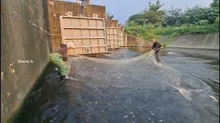 Pagsudsod ng libo libong isda na dumagsa sa bunganga ng dam