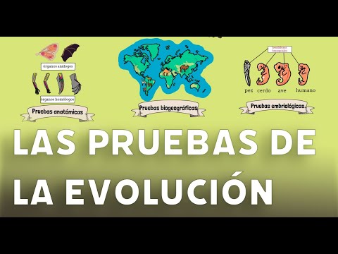 Video: ¿Cuáles son las pruebas de la evolución?