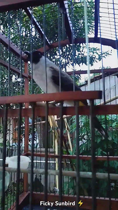Kutilang Betina Gacor♥️ #kutilanggacor #terapikutilang #kutilangpikatsupergacor #kutilangisiankacer