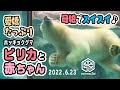 【旭山動物園】母娘寄りそってスイスイ♪🐻‍❄️🐻‍❄️愛嬌たっぷりピリカと赤ちゃん(6/29) [Asahiyama Zoo] Polar bear, Pirika and her baby.