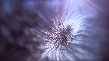 Trapcode Particular 2 Experiments - 03 - Dandelion