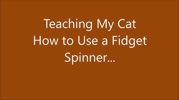 Teaching My Cat to Use A Fidget Spinner