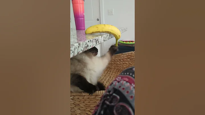 Video 10880231: siamese cats catlover, catlover siamese cute