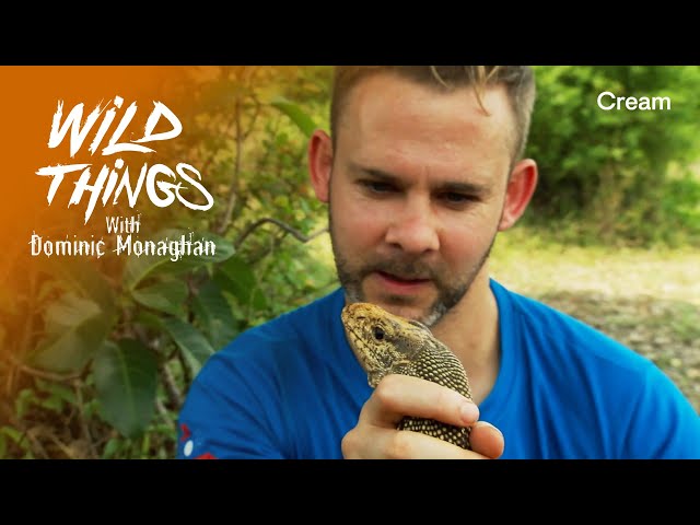 Free The Lizard! | Wild Things with Dominic Monaghan | Laos ...