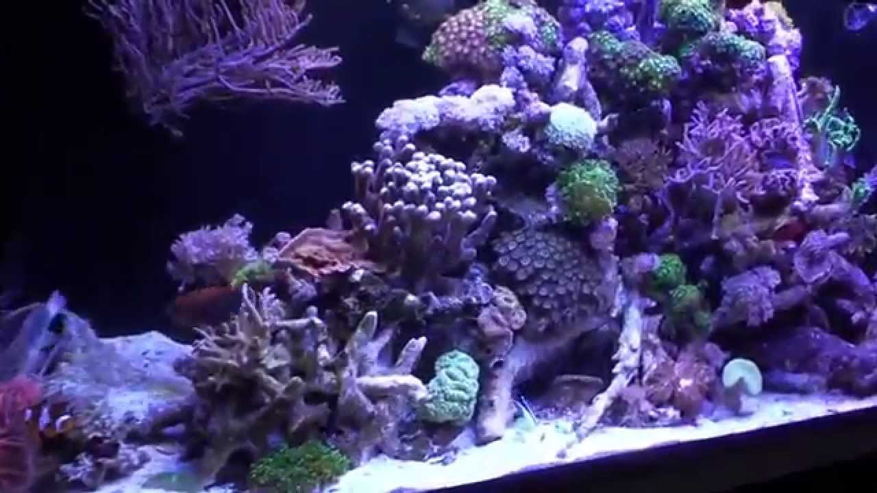 Curated visual reference: Diamond Aquariums Reference: Nieuwe Diamond Aquarium 130X55X55 Waterhoogte Zwart Afklikbaar Front