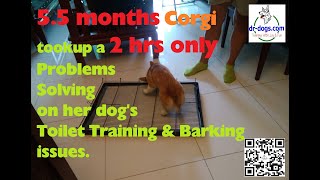 5.5 months Corgi 潘布鲁克威尔士柯基犬  2 hours only toilet training by Stanley Koh 51 views 1 year ago 53 seconds