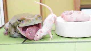 Calm frog vs baby hamster 【WARNING LIVE FEEDING】