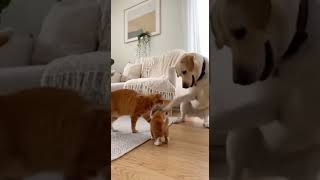 The dog learned his lesson very quickly #cat #catvideos #kitten #pets