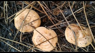 Amann Di̇kkat Zehi̇rli̇,Sahte, Ve Yenen Kanlicayi Nasil Ayirt Edebi̇li̇ri̇z ?