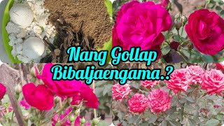 Gollap pulko tarie balatani/rose flower care tips. by.N.K.Marak