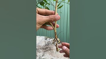 Cách Làm NGUYỆT QUẾ Có RỄ TRẮNG Mạnh