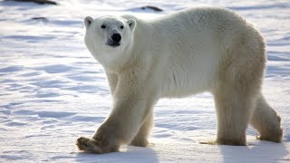 production écrite sur l'ours blanc ou l'ours polaire  تعبير عن الدب الأبيض او الدب القطبي بالفرنسية