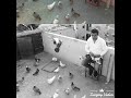 Vijay pigeon group