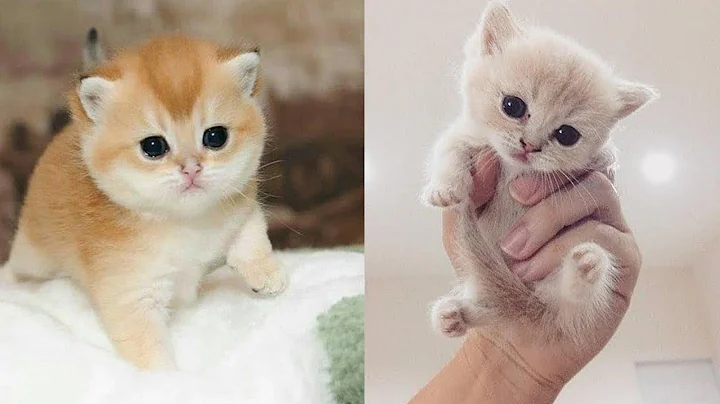 Watch the video about Cute Baby Cats 😍 Funny Cat Videos Compilation