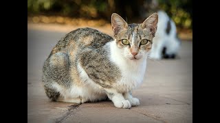 tales cats super - cats Stories amazing - the wonderful world of cat 43 by قناة الحيوانات tv Animals 29 views 3 years ago 6 minutes, 11 seconds