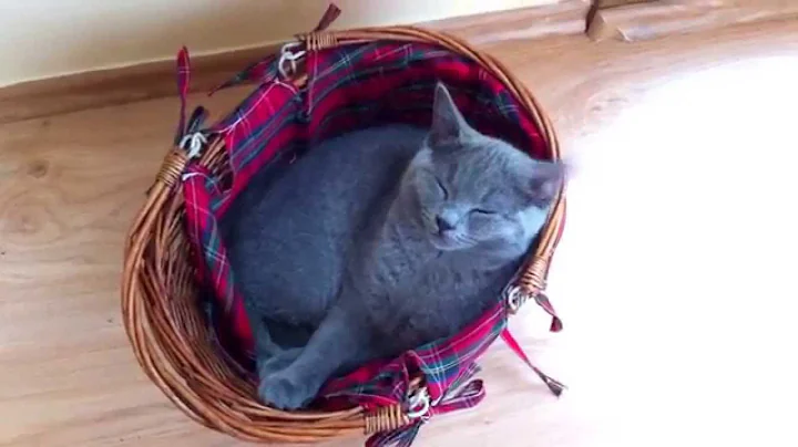 Video 5234851: british shorthair kitten sleeping, british shorthair cat sleeping, small british shorthair cat