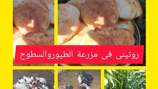 روتين الطيور وعملنا كوماج الفطار وشوفنا المزرعه