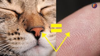 20 Awesome Cat Facts to Understand Them Better | Factsoverdose by Facts OverDose 73 views 4 years ago 9 minutes, 22 seconds