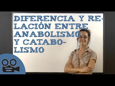 Vídeo: Diferencia Entre Catabolismo Y Anabolismo