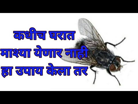 कधीच घरात माश्या येणार नाही हा उपाय केला तर, remedy for makkhi