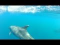 Delfines mulares en el Estrecho de Gibraltar