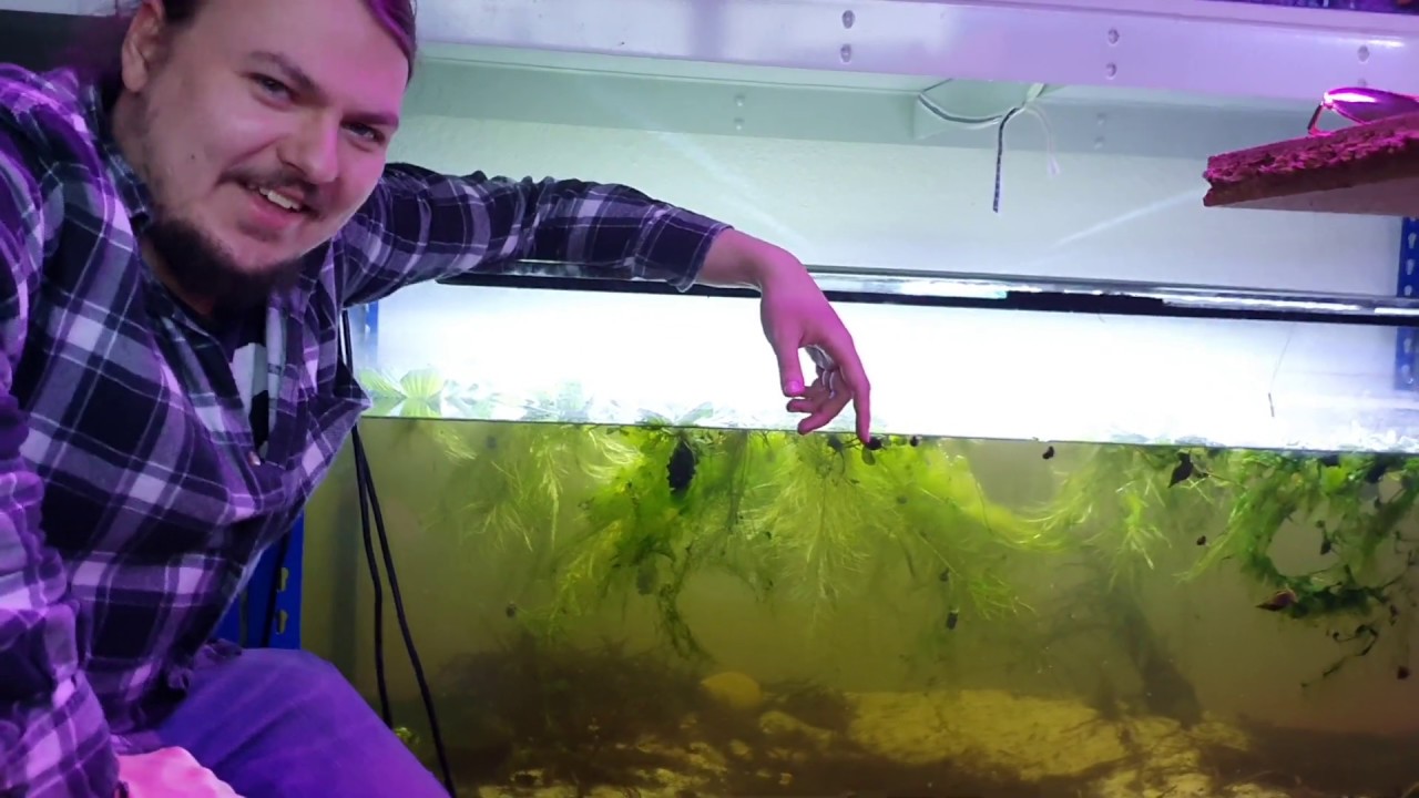 Wie sauber ist das Wasser in meinem Aquarium ohne Filter nach 2 Monaten