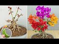 Method of grafting confetti using banana  multicolored bougainvillea by grafting