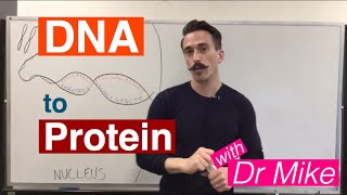 DNA Transcription and Translation | DNA to Protein