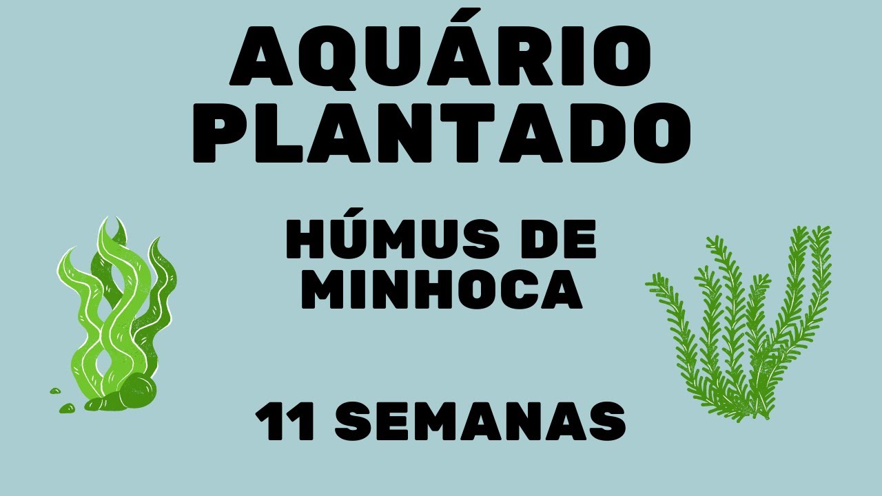 Aquario Plantado Com Húmus De Minhoca - Aquário Plantado 20 Litros De Baixo Custo - 11 Semanas