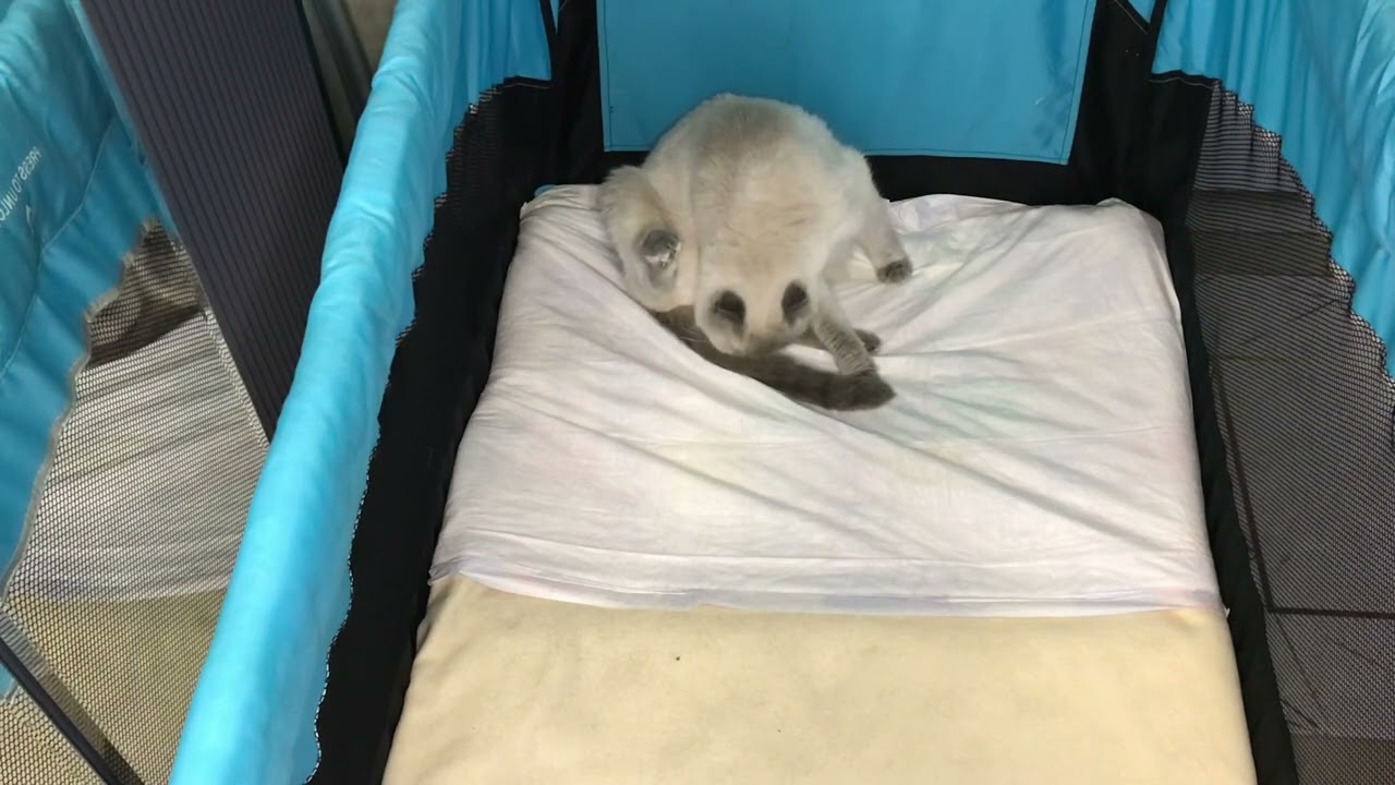 KEDİ DOĞUMU VE DİKKAT EDİLMESİ GEREKEN HUSUSLAR