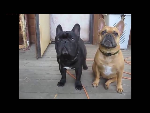 TRY NOT TO LAUGH-Funny French Bull Dog Compilation 2016 class=