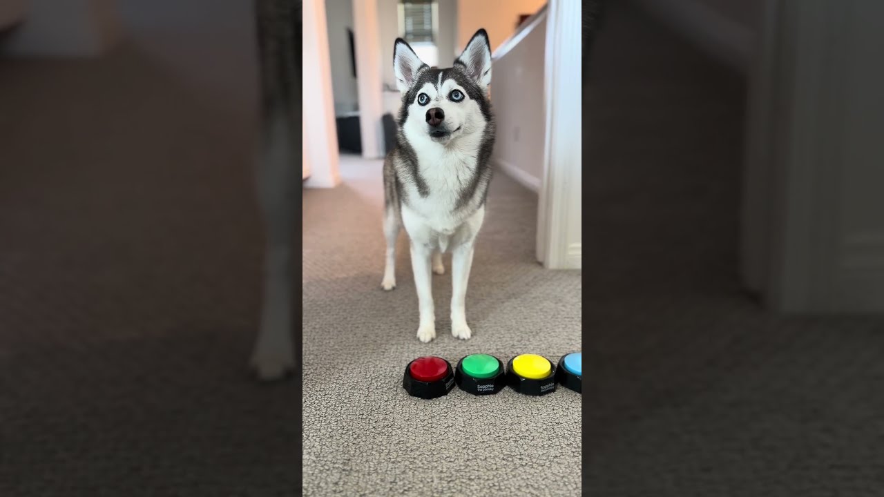 Sapphie The Pomsky Has A Self Care Day