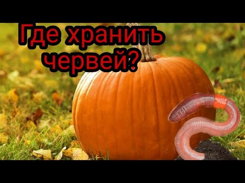Где хранить червей /Рыбалка