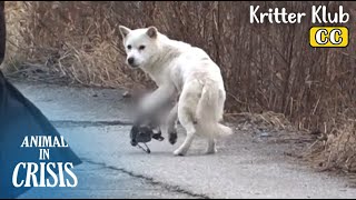 Dog Caught By Hunting Trap, Looks For Her Missing Puppies l Animal in Crisis Ep 404 by Kritter Klub 323,230 views 1 month ago 8 minutes, 24 seconds