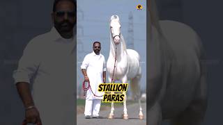 Stallion Paras Bhupinder Bhullar9855000670 #horse #song #instagram #viral #shorts  #sidhumoosewala