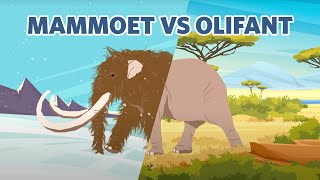 Mammoet VS olifant, wat zijn de verschillen? 🤔